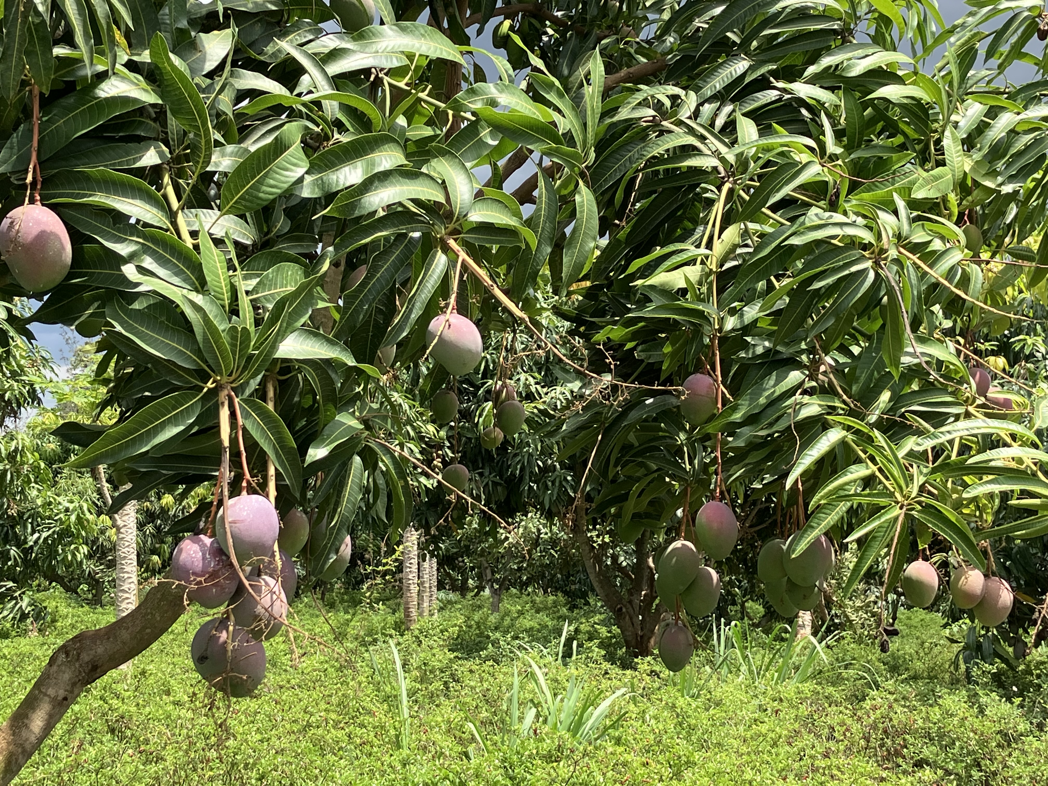 Environmental Conservation - Nature Alliance